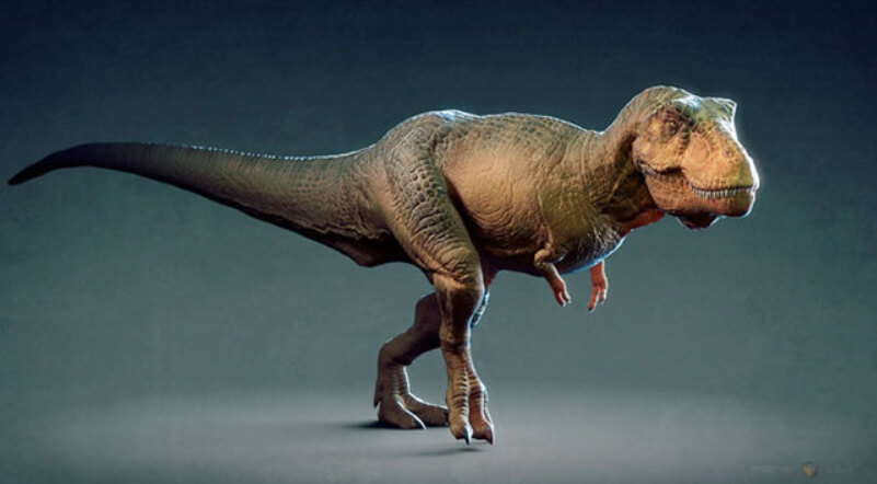 Скорее всего, лапы тираннозавров укоротились в ходе эволюции. Фото.