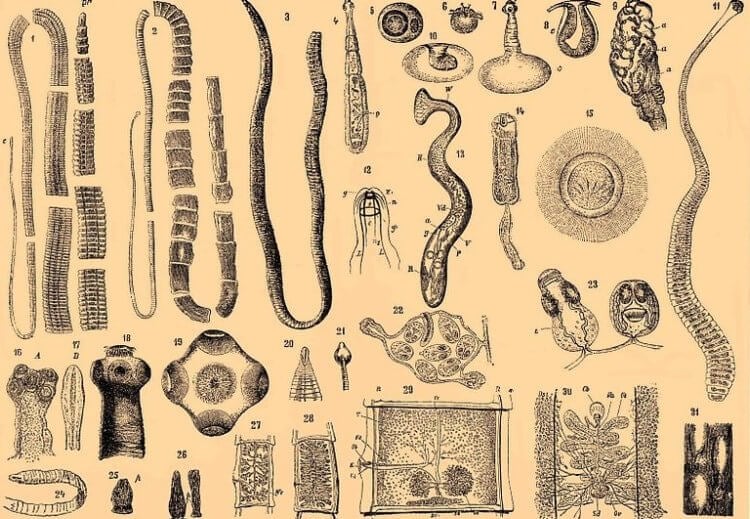 Как узнать, что в организме поселились черви-паразиты? Знаете ли вы о существовании более 400 видов глистов? Фото.