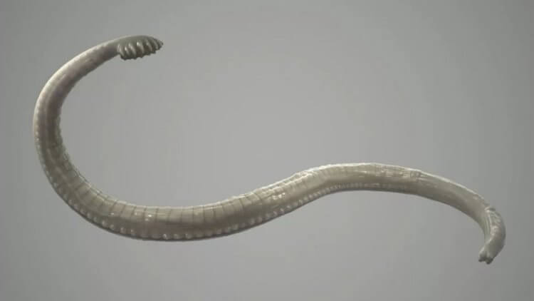 Чем опасны глисты? Некоторые паразитические черви вырастают до нескольких метров. Фото.