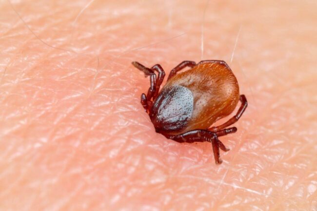 В случае укуса клеща немедленно обратитесь за медицинской помощью. Фото.