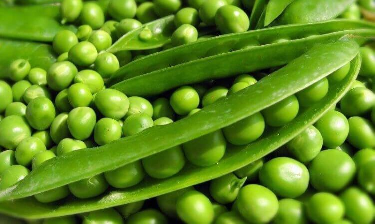 Когда начала снижаться пищевая ценность растительной пищи. В зеленом горошке на 30-50% уменьшилось содержание железа. Фото.