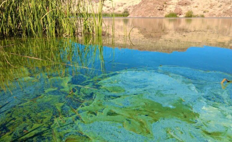 Цианобактерии как источник энергии. Цианобактерии размножаются на поверхности воды. Фото.
