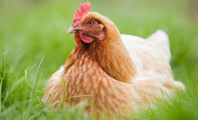 Как производится мясо курицы и почему оно становится дороже говядины? Фото.