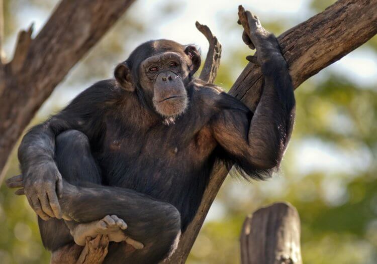 Как люди научились говорить? У шимпанзе также есть язык жестов. Фото.