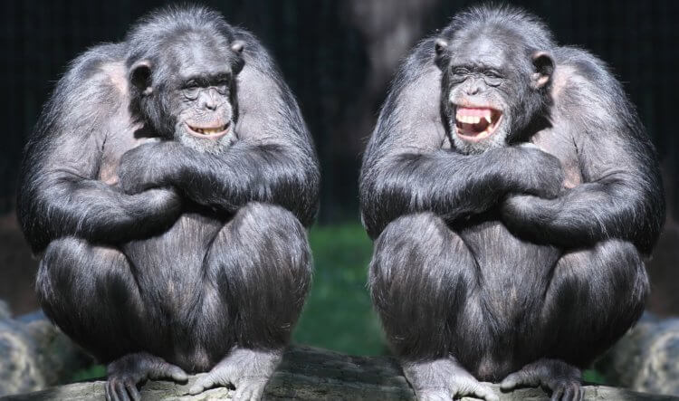 Ученые открыли язык обезьян. Интересно, о чем разговаривают эти двое? Фото.