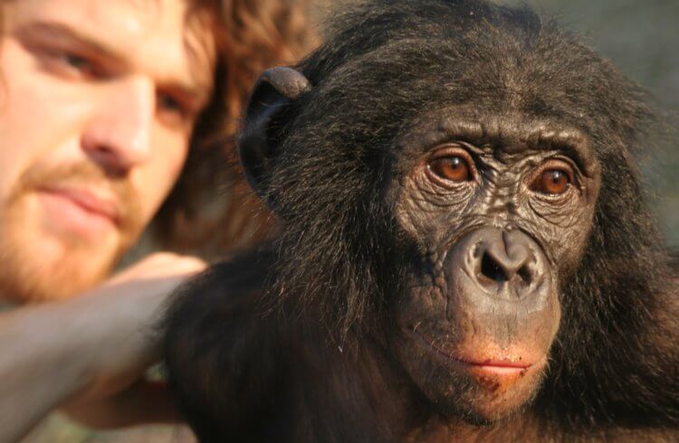 Как люди научились говорить? Между людьми и шимпанзе очень много общего. Фото.