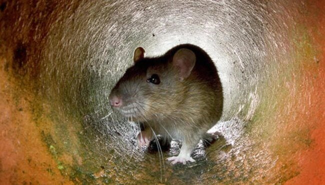 Чем городские крысы опасны для людей? Фото.