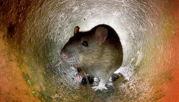 Чем городские крысы опасны для людей? Крысы являются переносчиками огромного количества заболеваний, но какие самые распространенные? Фото.
