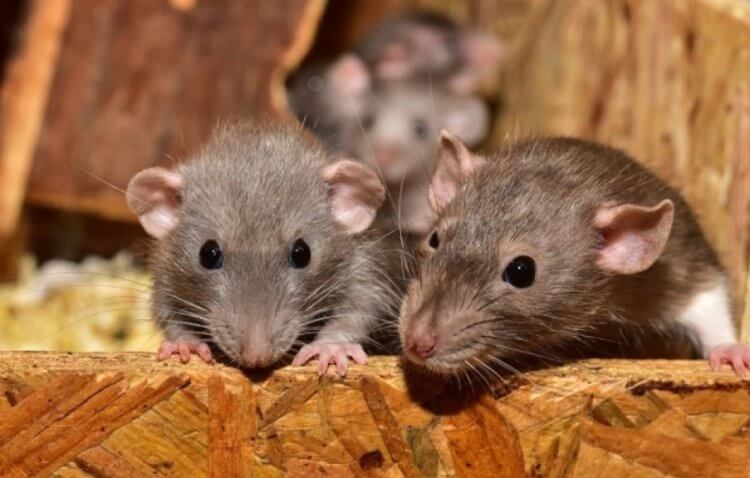 Опасность городских крыс. Городские крысы менее опасны, чем дикие. Фото.