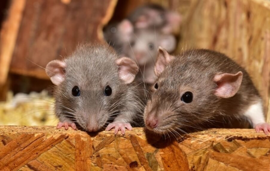 Чем городские крысы опасны для людей?