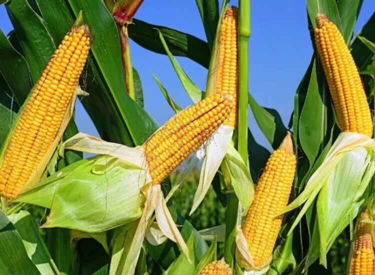 Для чего нужна кукуруза? Кукуруза тоже является очень важным продуктом. Фото.