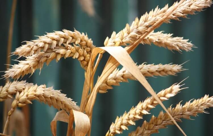 Для чего нужна пшеница. Так выглядит пшеница. Фото.