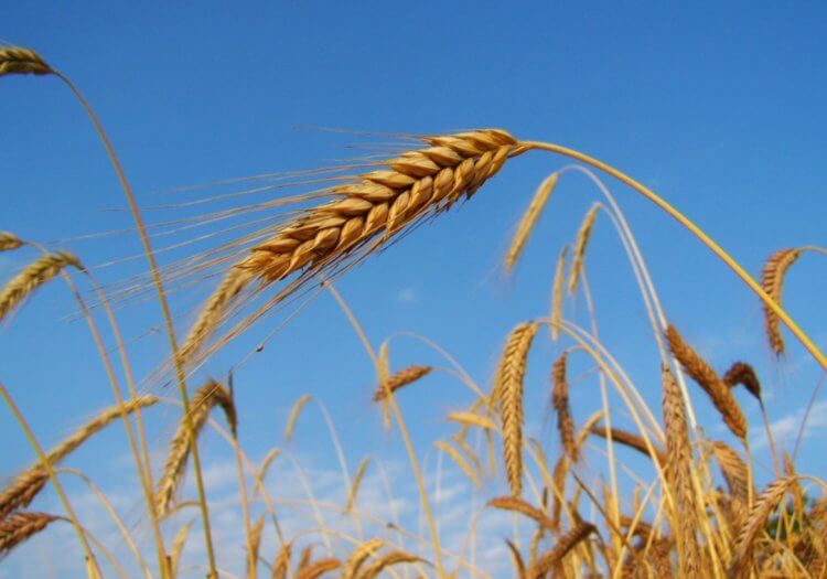 Что будет, если в мире не останется запасов зерна?