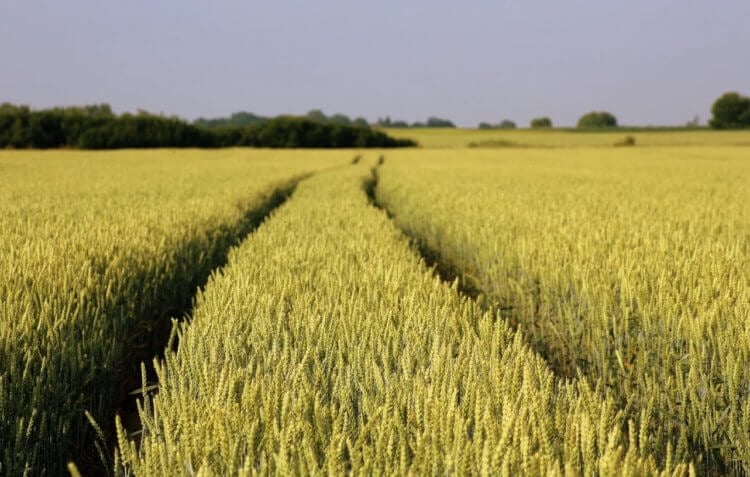 Когда люди начали выращивать зерна? Зерна выращиваются почти на всех континентах Земли. Фото.