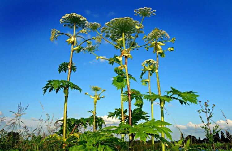 Как узнать борщевик Сосновского? Борщевик Сосновского легко заметить на фоне других растений. Фото.
