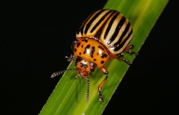 5 насекомых, которые вредят сельскому хозяйству и могут привести к голоду
