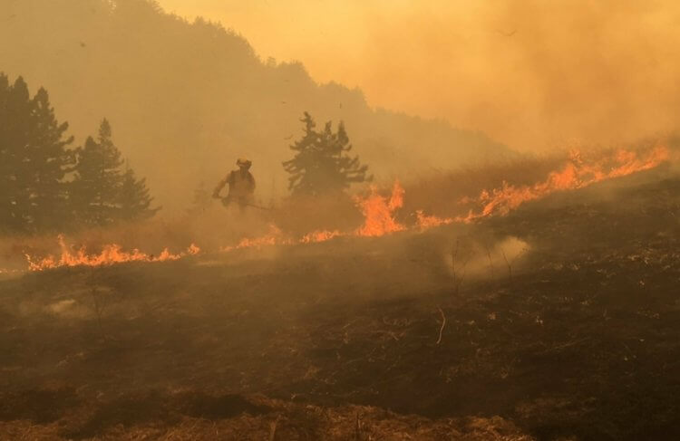 Что такое мегапожары и как можно восстановить сгоревшие леса? Тушение мегапожара в Калифорнии. Фото.
