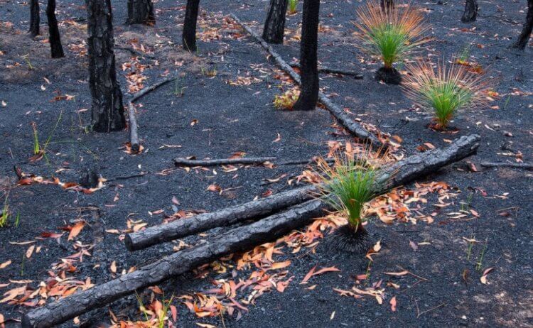 Как восстановить леса после пожаров? Сгоревшие леса нужно как-то восстанавливать, но ученые точно не знают, как это сделать. Фото.