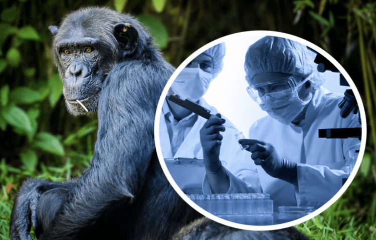 В мире распространяется оспа обезьян. Насколько она опасна?