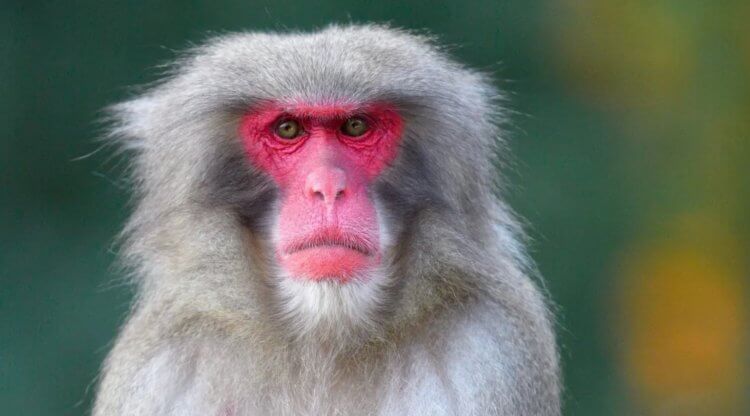 Симптомы оспы обезьян. У некоторых людей болезнь протекает без симптомов. Фото.