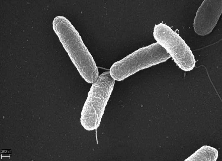 Из-за древних бактерий болезни могут стать страшнее, чем коронавирус
