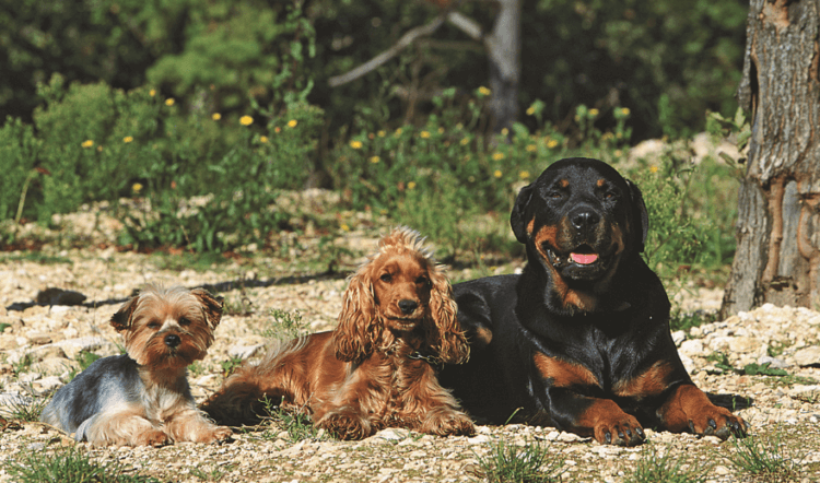 Как определить характер породы собак. Ученые провели генетические исследования разных пород собак. Фото.