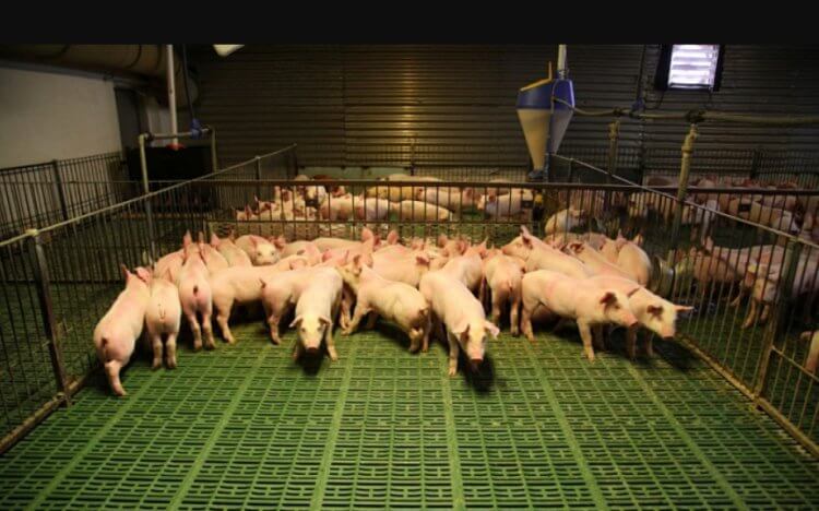 Каких свиней используют для пересадки органов. Генетически модифицированные свиньи визуально не отличаются от обычных. Фото.