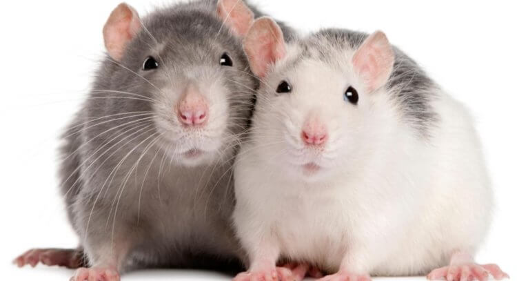 Паразиты делают людей и животных красивыми. Зараженные токсоплазмой крысы более привлекательны для самок, чем не зараженные. Фото.