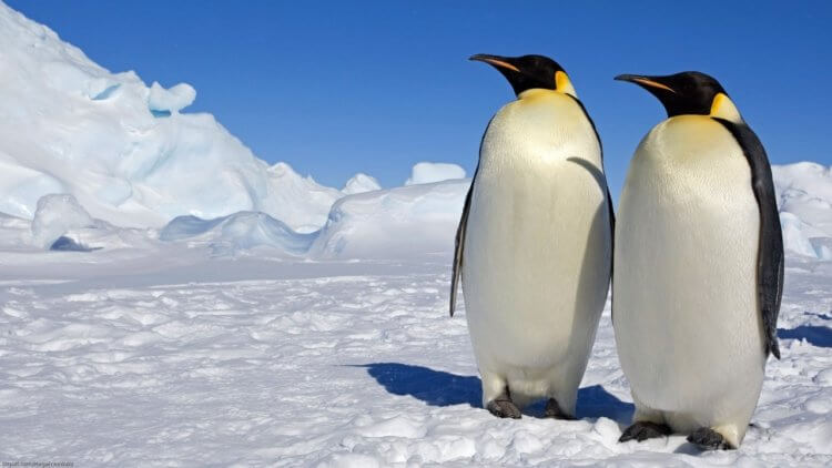 Что будет, если выпить соленую воду. Пингвины и другие некоторые птицы способны пить соленую воду. Фото.