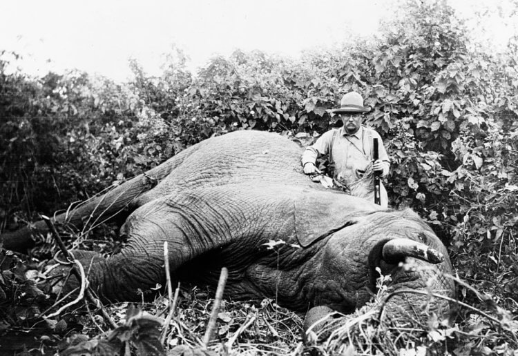 Любимое оружие Теодора Рузвельта. Теодор Рузвельт и пристреленный им слон. Фото.