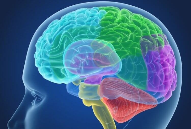 Как общение влияет на здоровье мозга. Социальная активность напрямую влияет на головной мозг. Фото.