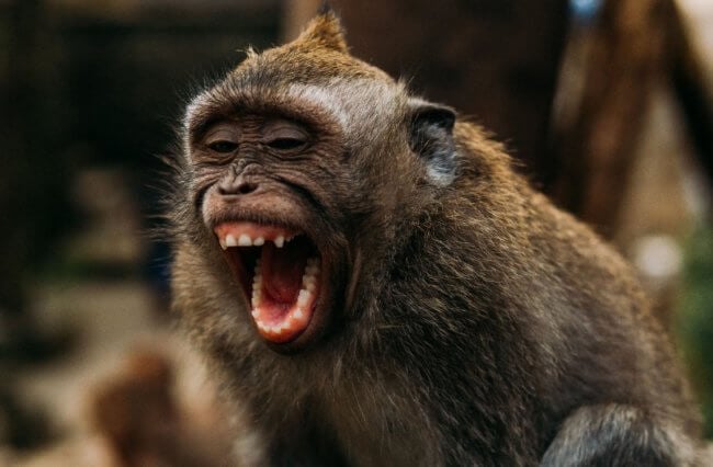 Правда ли, что оспа обезьян передалась людям уже в 2017 году. Фото.