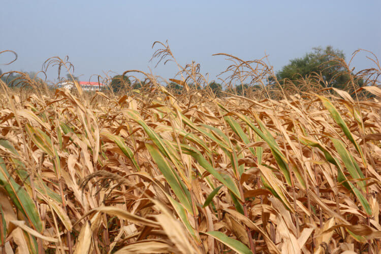 Потери урожая в Европе — каковы прогнозы. В США из-за засухи страдает урожай кукурузы. Фото.