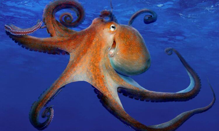 Ученые назвали причину чрезвычайного ума осьминогов. Ученые выяснили причину. почему осьминоги такие умные. Фото.