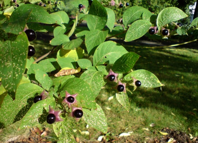 5 ядовитых растений России, которые можно перепутать со съедобными