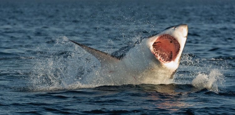 Почему акулы нападают на людей? Как показали недавние исследования, количество акул в некоторых частях планеты растет. Фото.