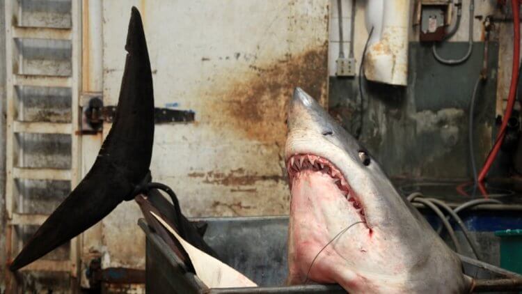 Как избежать нападения. Люди охотятся на акул намного чаще, чем можно подумать. Фото.