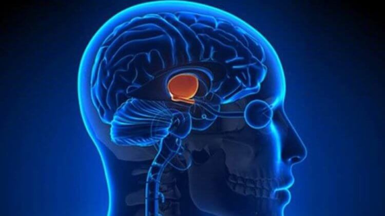 Как голод влияет на здоровье человека? Расположение гипоталамуса в головном мозге. Фото.