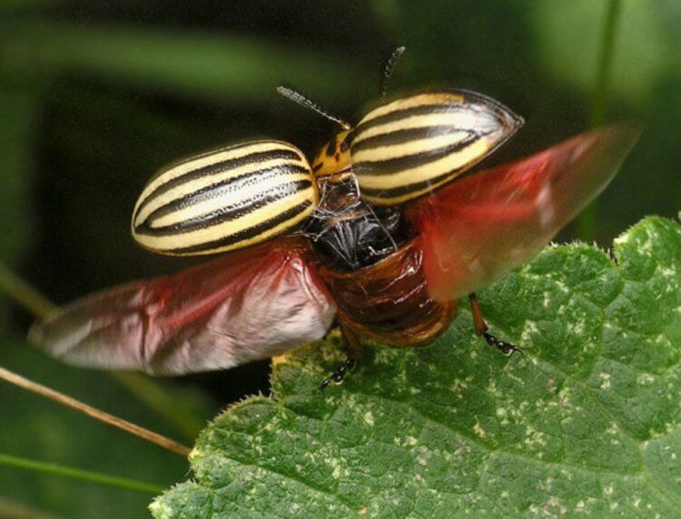 Распространение колорадских жуков. Колорадские жуки отлично летают, и это большая проблема. Фото.