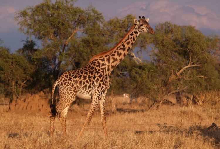 Куда чаще всего бьют молнии. Жирафы часто становятся жертвами молний. Фото.