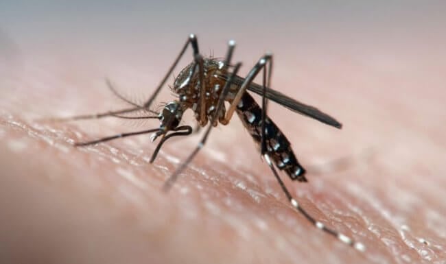Какими болезнями можно заразиться от комаров в России. Фото.