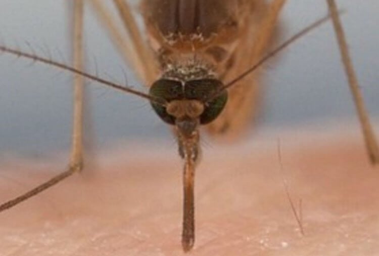 Что происходит при укусе комара? Момент укуса комара. Фото.