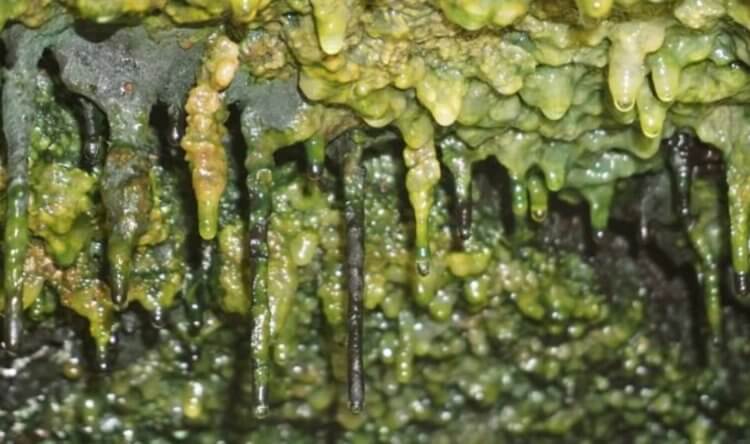В гавайских пещерах найдены загадочные формы жизни, неизвестные науке. Пелена микробов в одной из пещер на Гавайях. Фото.
