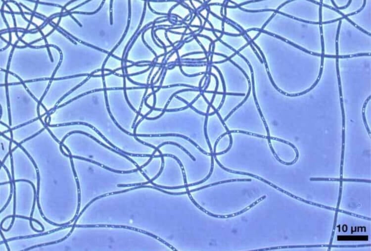 Как бактерии живут сообща. Бактерии Chloroflexi. Фото.