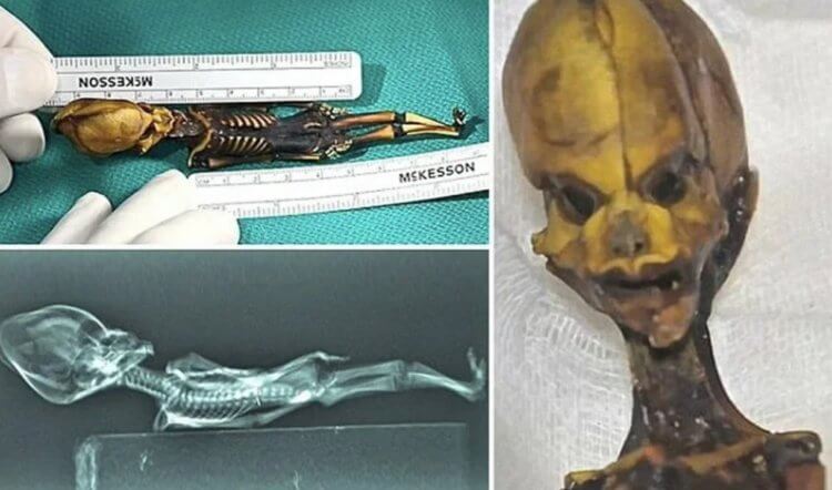 Гуманоид Атакамы — мумия неизвестного существа. Мумия загадочного гуманоида. Фото.