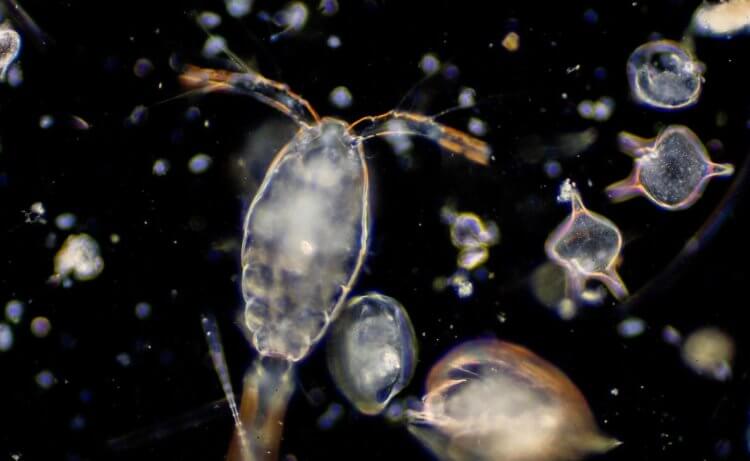 Источники омега-3 кислот. Планктон является важным источником омега-3 кислот. Фото.