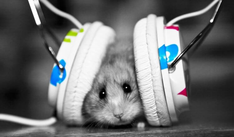 Как музыка влияет на животных? Успокаивающий эффект был доказан на примере с грызунами. Фото.