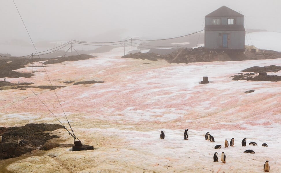 Из-за чего небо в Антарктиде стало розовым
