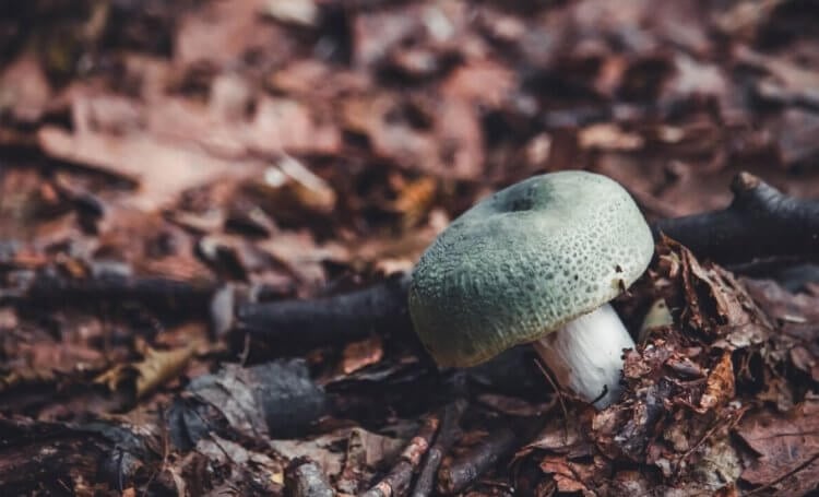 Чем опасны грибы? Старых грибов тоже лучше сторониться, даже если они съедобные. Фото.
