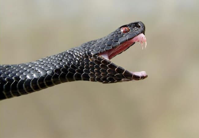 Как защититься от змей во время прогулки в лесу. Фото.